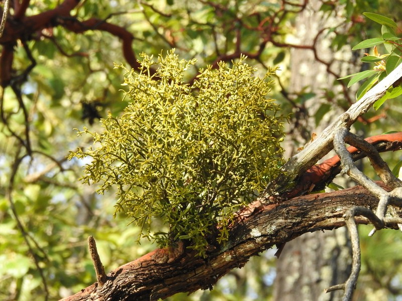 Bollean Mistletoe photo 2