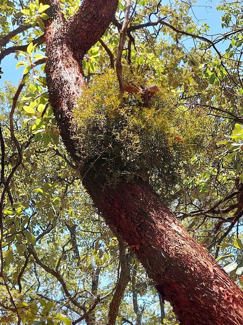 Bollean Mistletoe photo 3