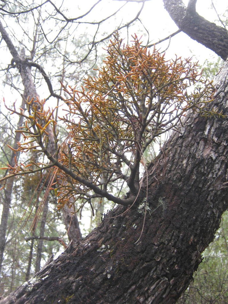 Bollean Mistletoe photo 4
