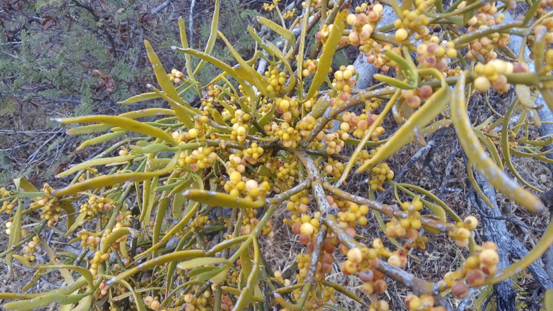 Bollean Mistletoe photo 5