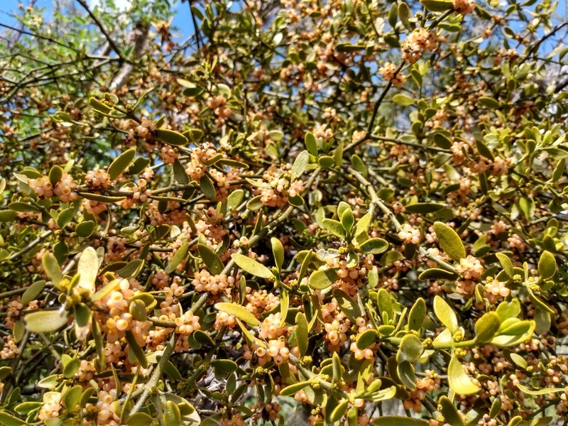 Bollean Mistletoe photo 6