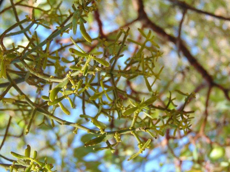 Bollean Mistletoe photo 7