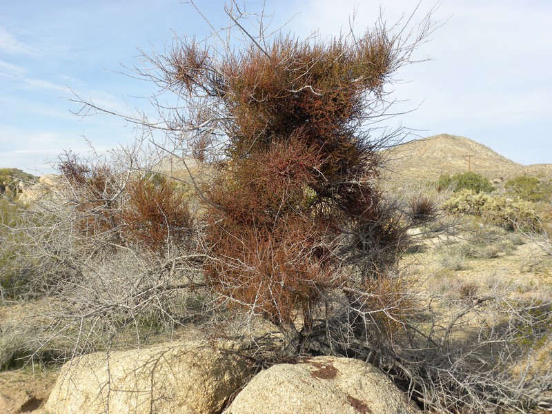Mesquite Mistletoe photo 3