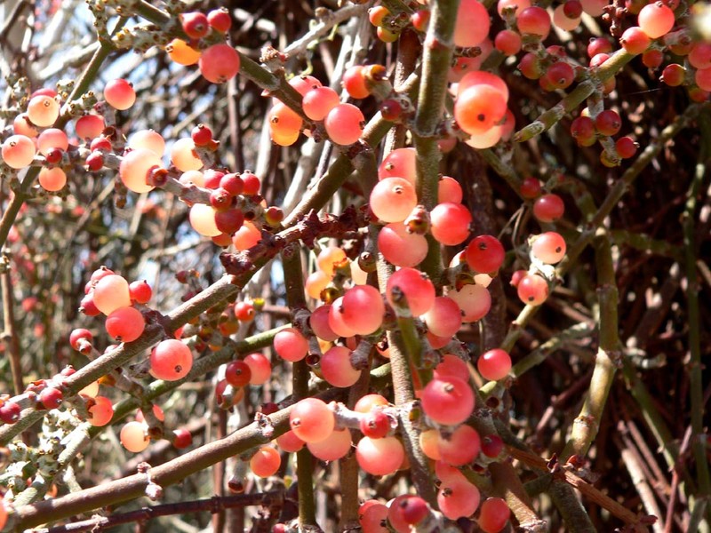 Mesquite Mistletoe