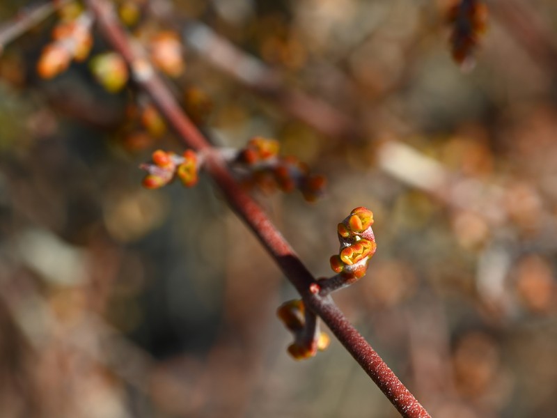 Mesquite Mistletoe photo 2