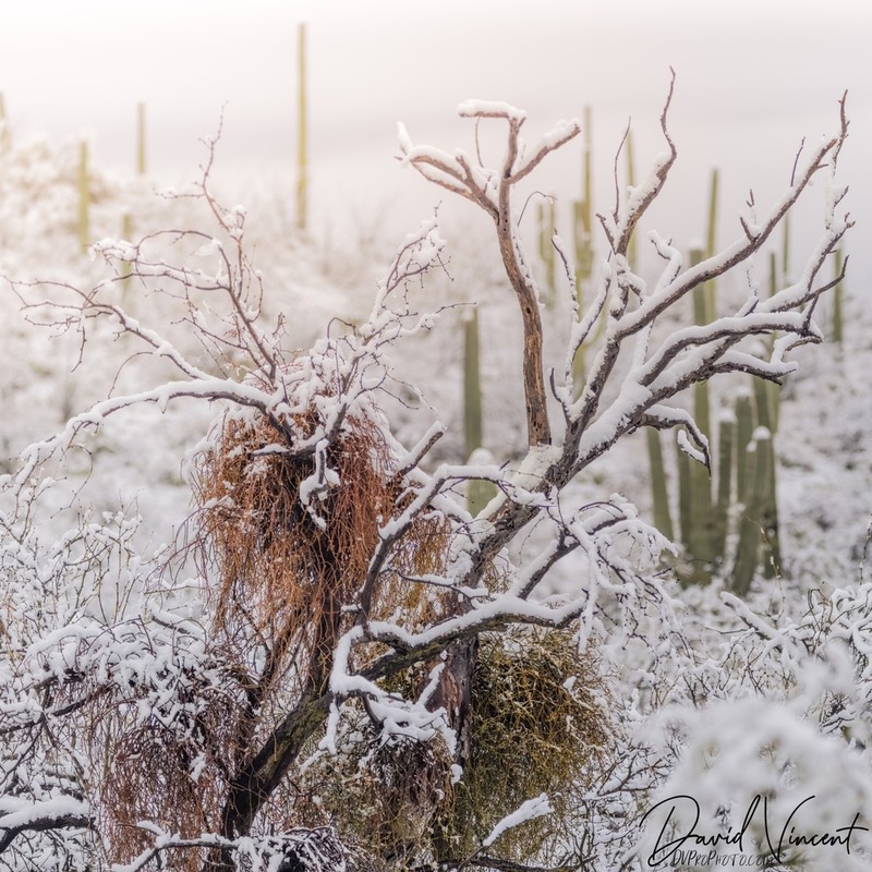 Mesquite Mistletoe photo 4
