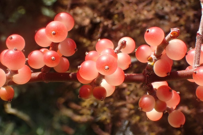 Mesquite Mistletoe photo 5