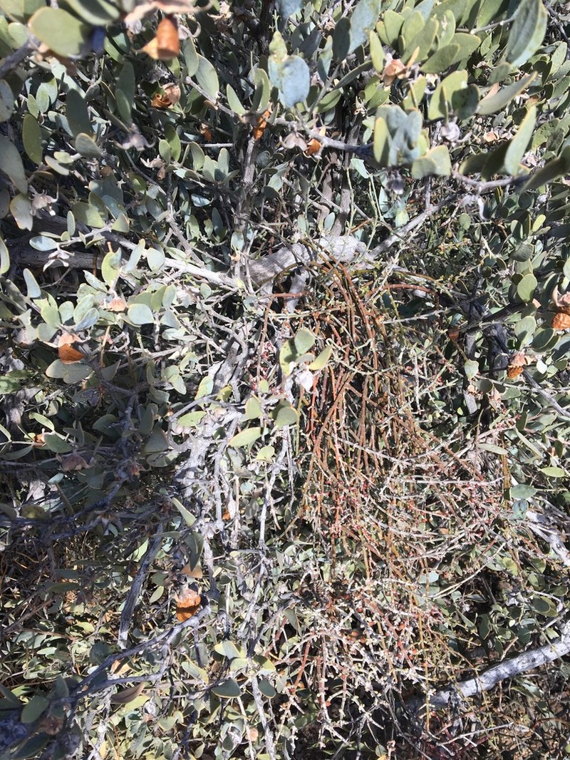 Mesquite Mistletoe photo 6