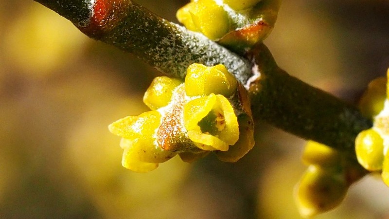Mesquite Mistletoe photo 7