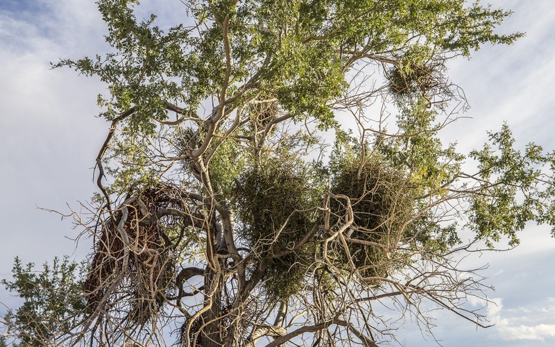 Mesquite Mistletoe photo 8