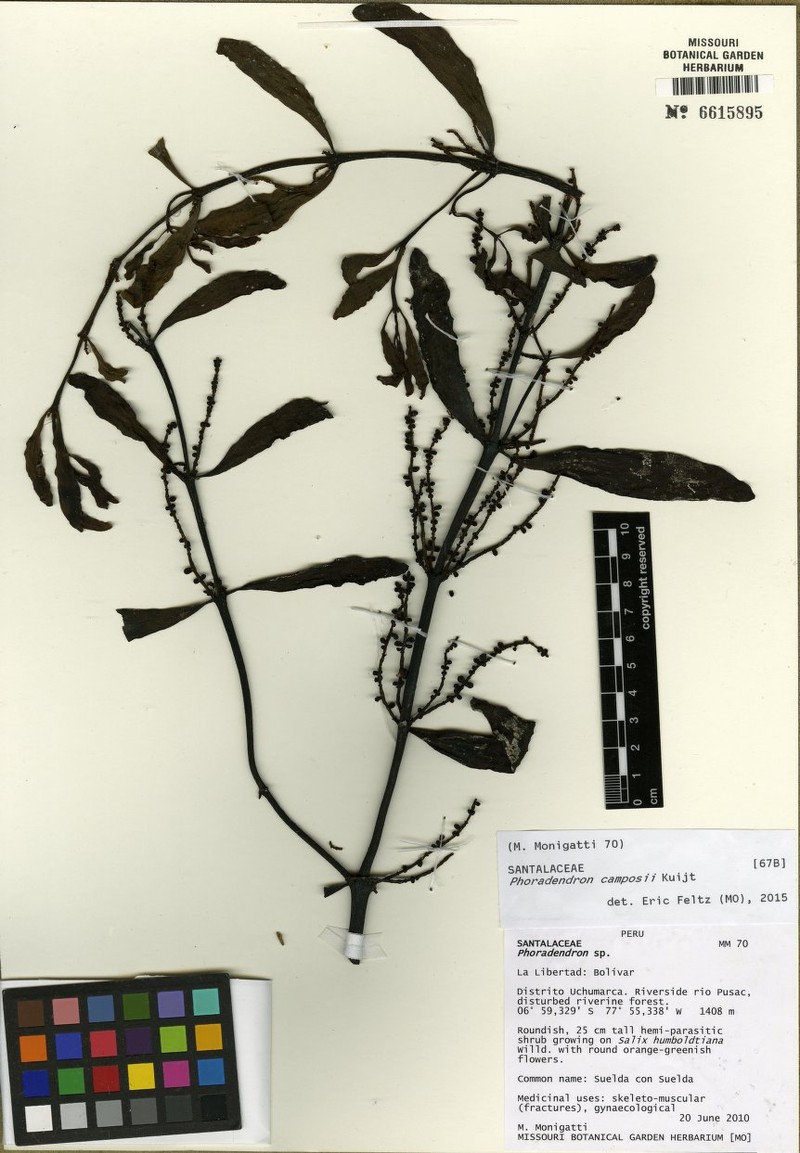 Phoradendron camposii
