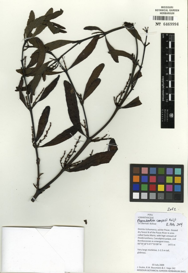 Phoradendron camposii photo 2