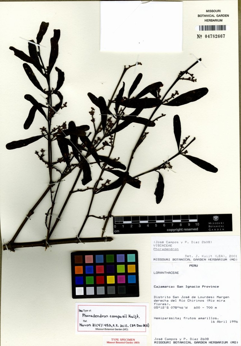 Phoradendron camposii photo 3