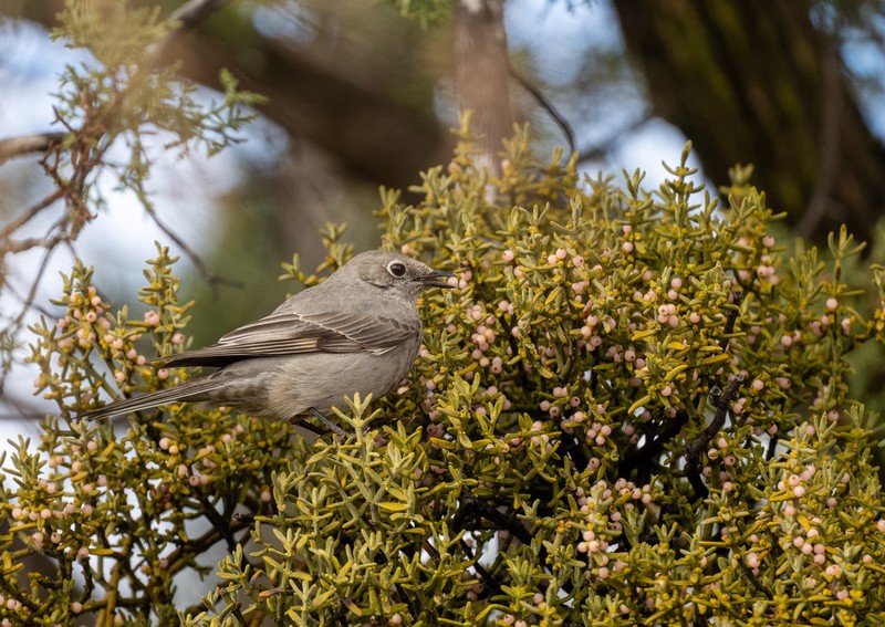 Downy Mistletoe