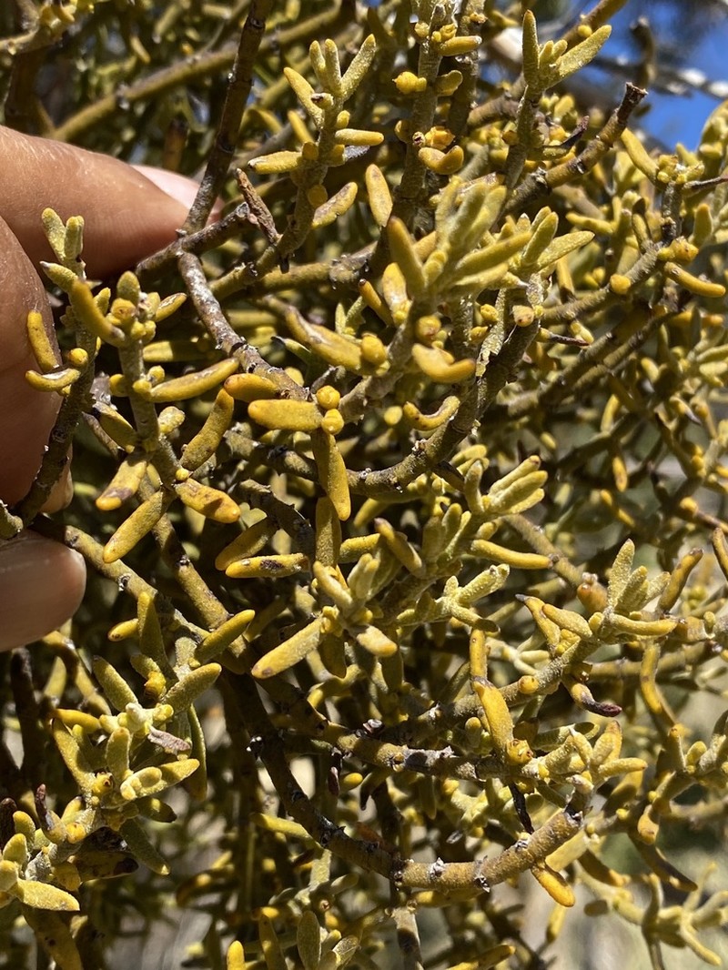 Downy Mistletoe photo 2