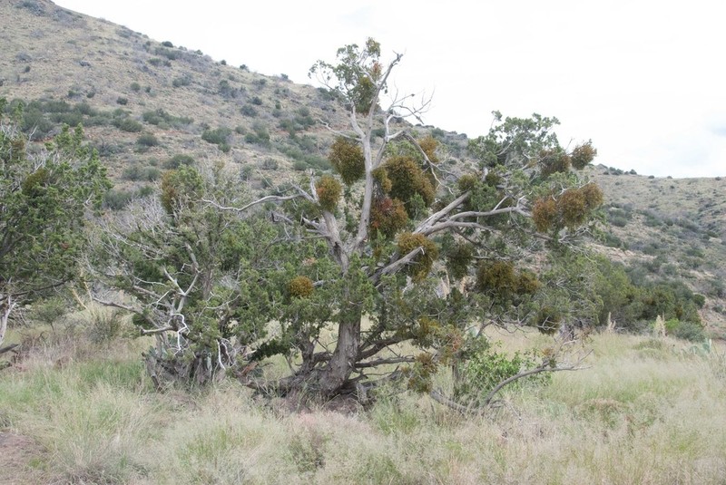 Downy Mistletoe photo 3