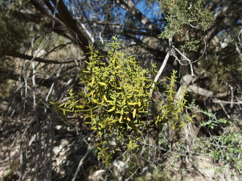 Downy Mistletoe photo 4