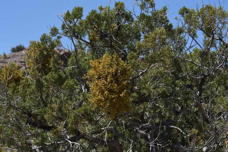 Downy Mistletoe photo 5