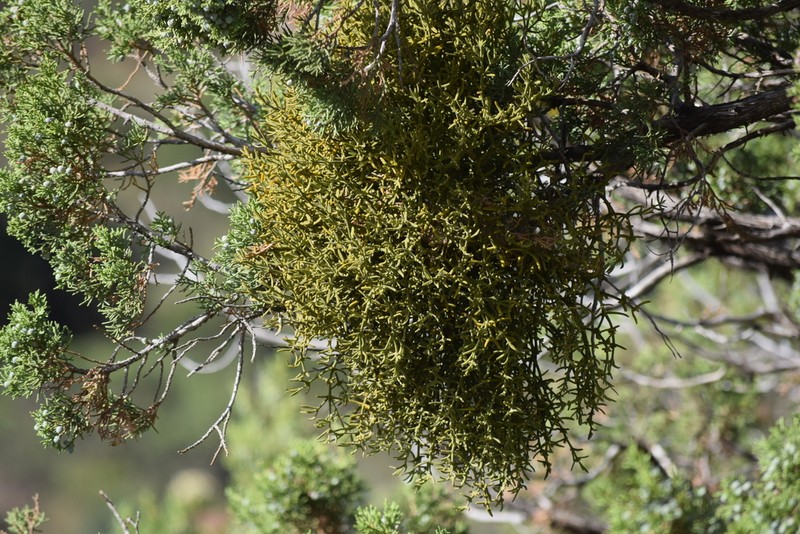 Downy Mistletoe photo 6