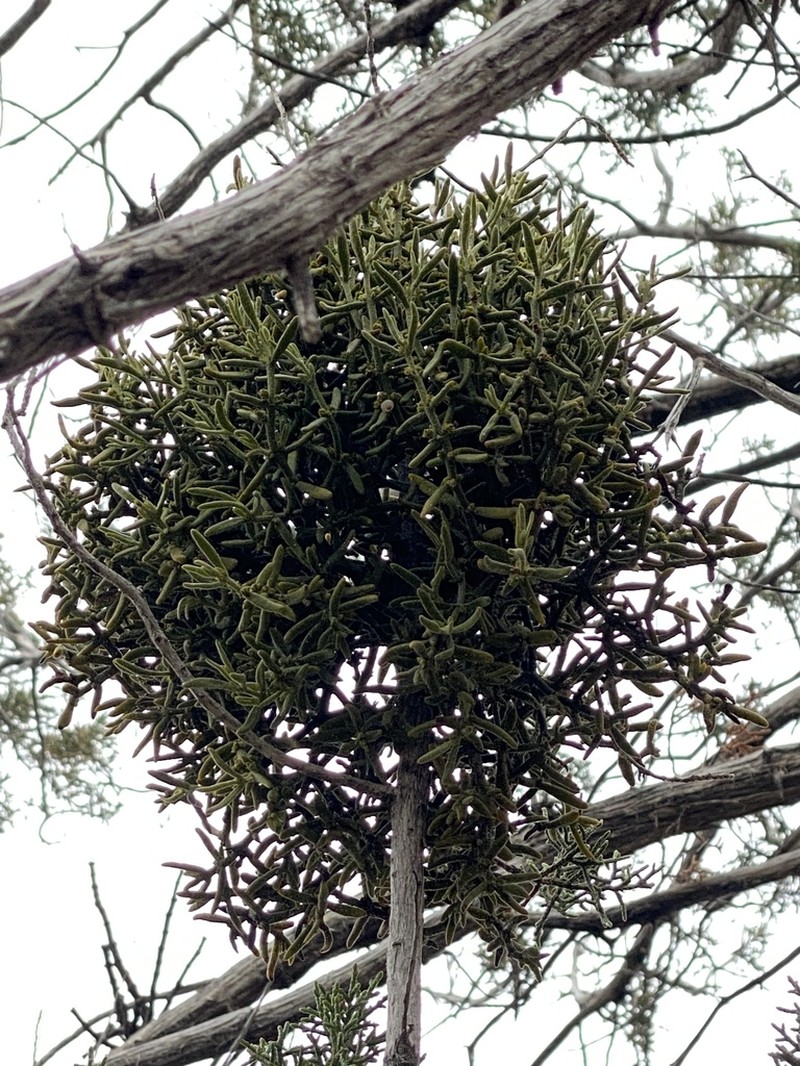 Downy Mistletoe photo 7