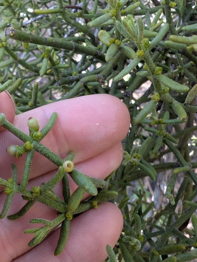 Downy Mistletoe photo 8