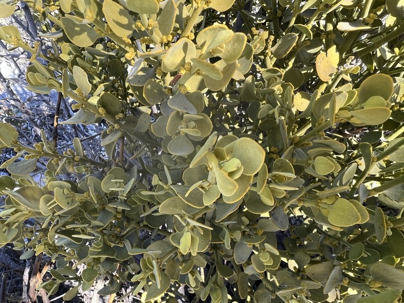 Cory's Mistletoe photo 6