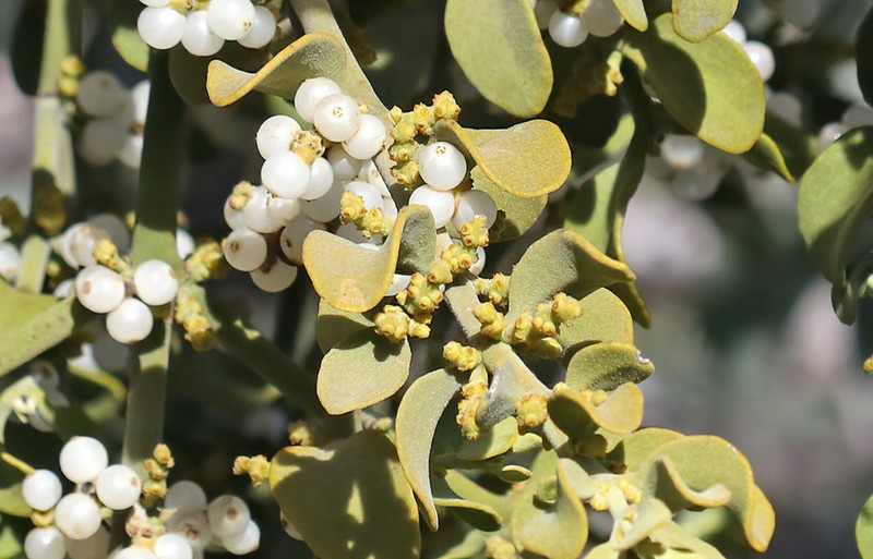 Cory's Mistletoe photo 8