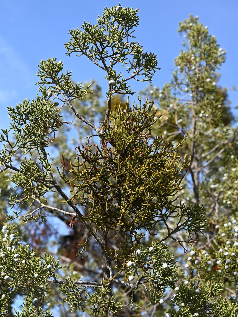 Dense Mistletoe photo 5