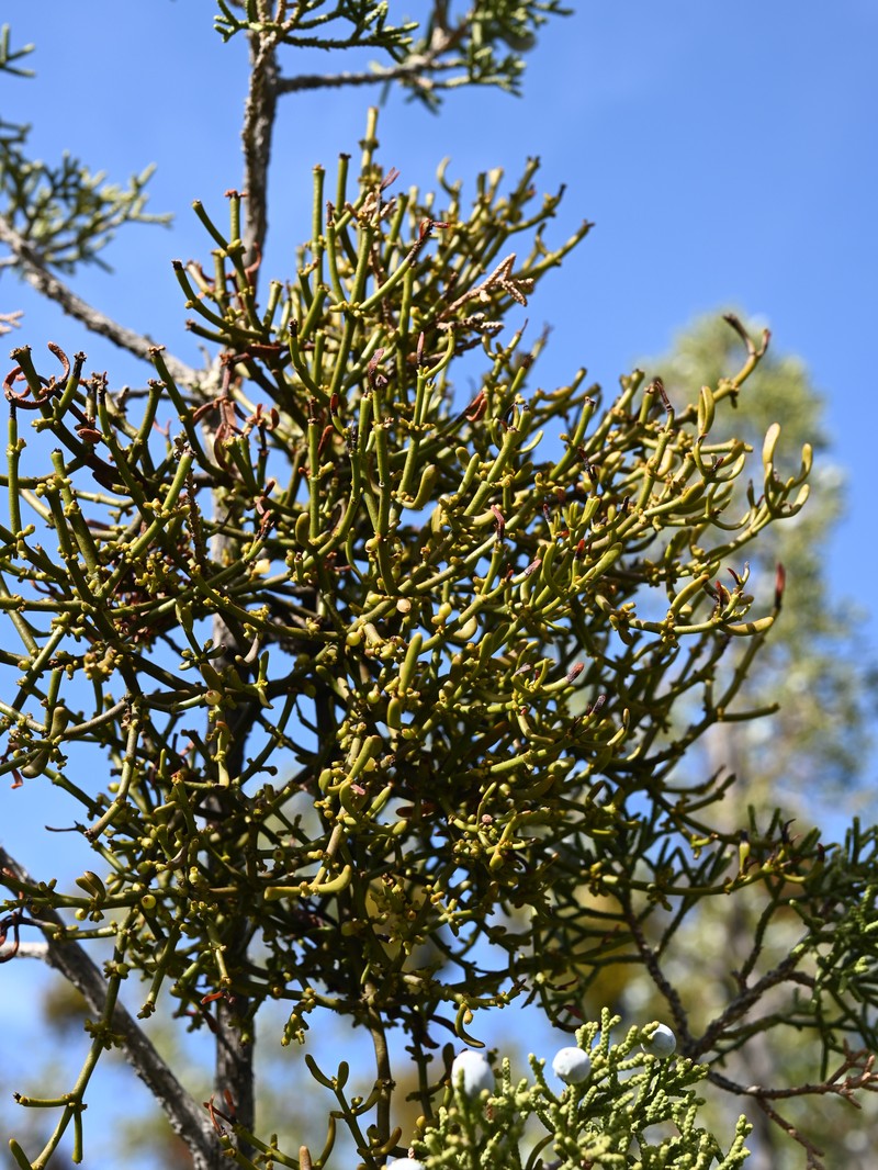 Dense Mistletoe photo 6