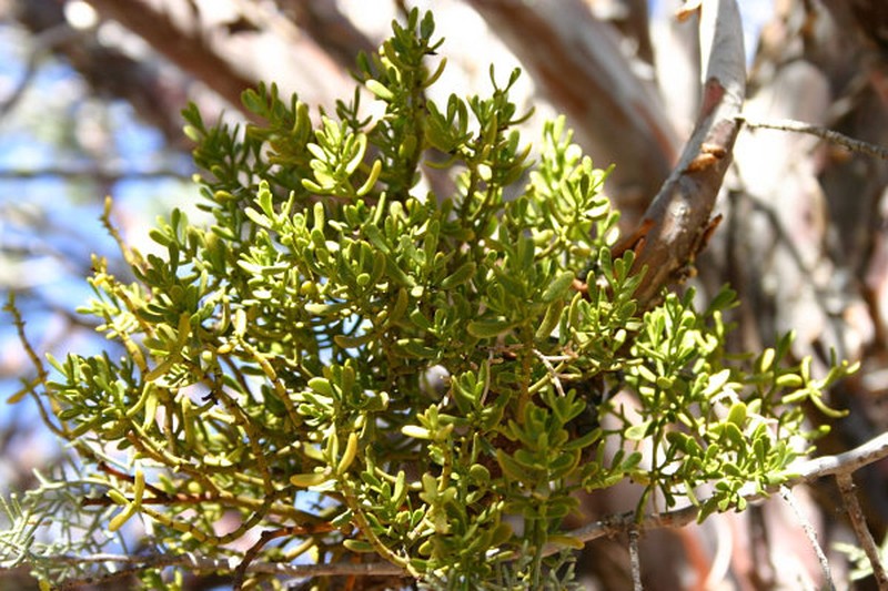 Dense Mistletoe