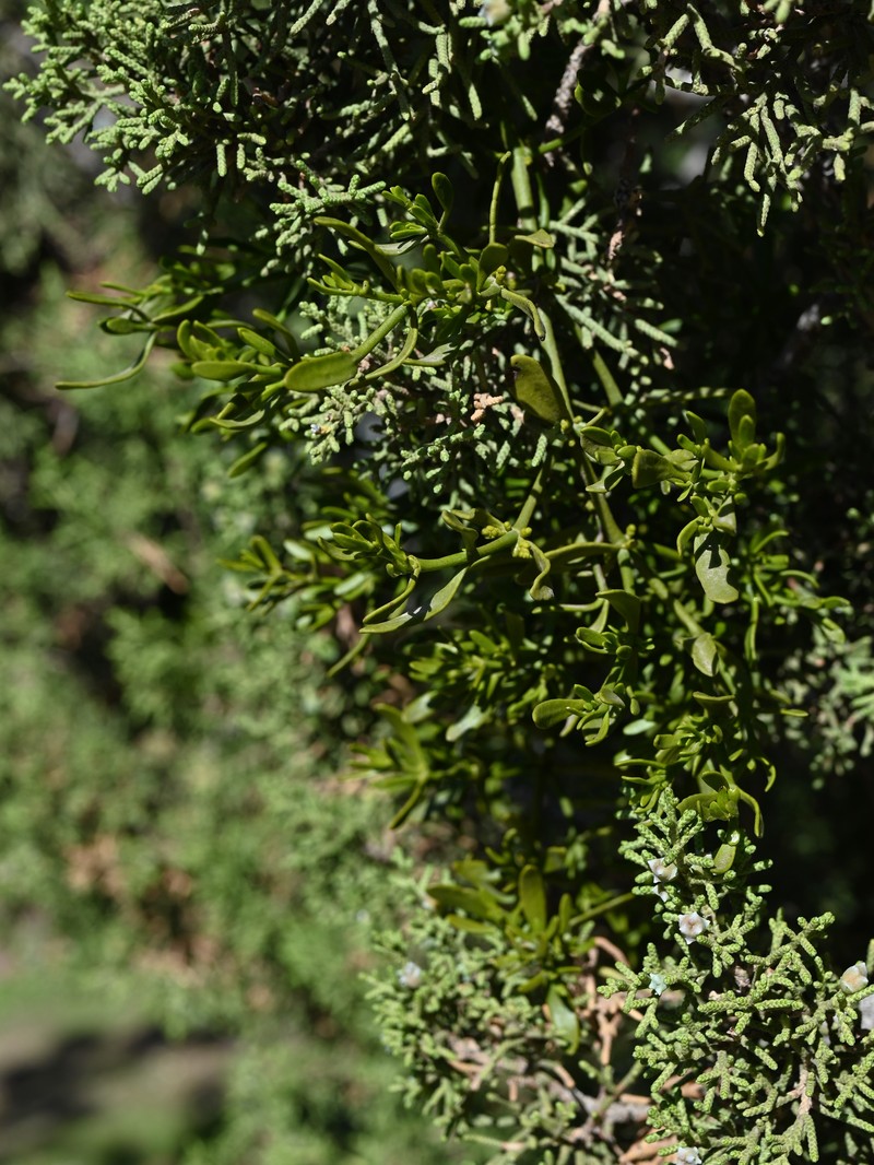Dense Mistletoe photo 2
