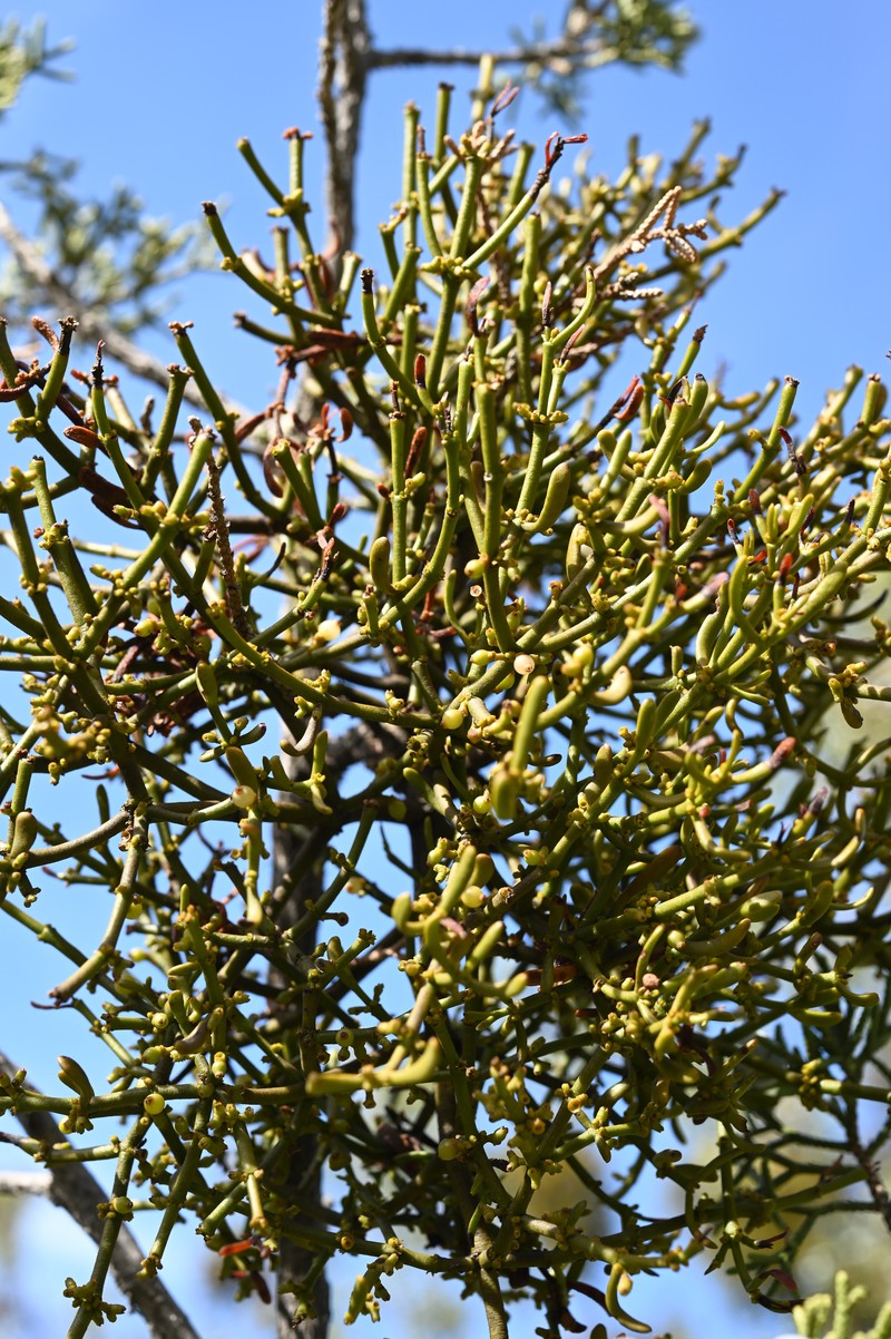 Dense Mistletoe photo 3