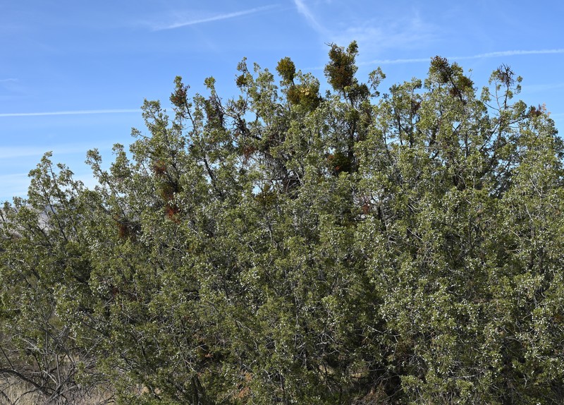Dense Mistletoe photo 4