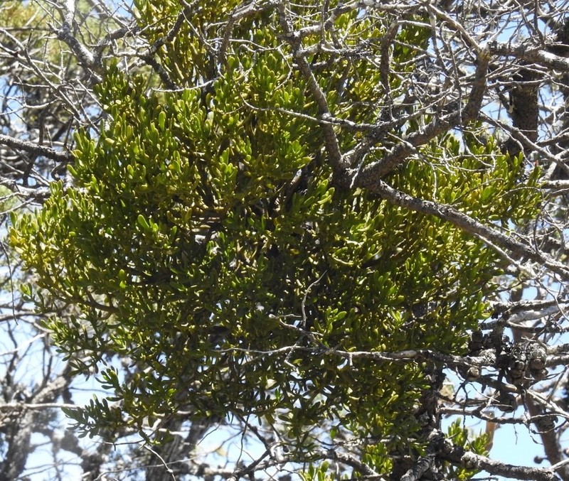 Dense Mistletoe photo 3