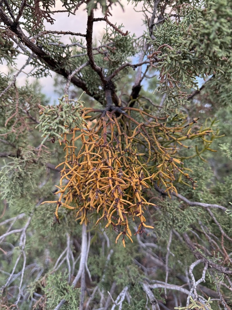 Dense Mistletoe photo 4