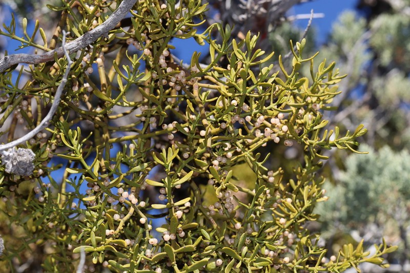 Dense Mistletoe photo 5