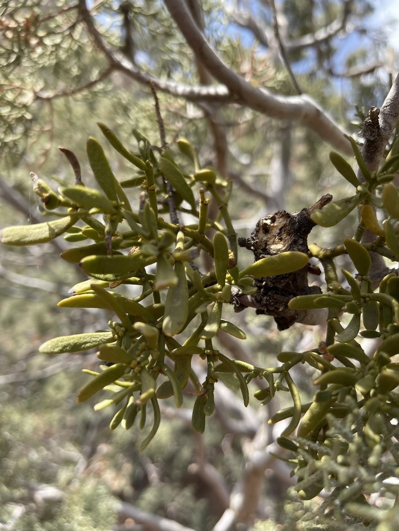 Dense Mistletoe photo 6