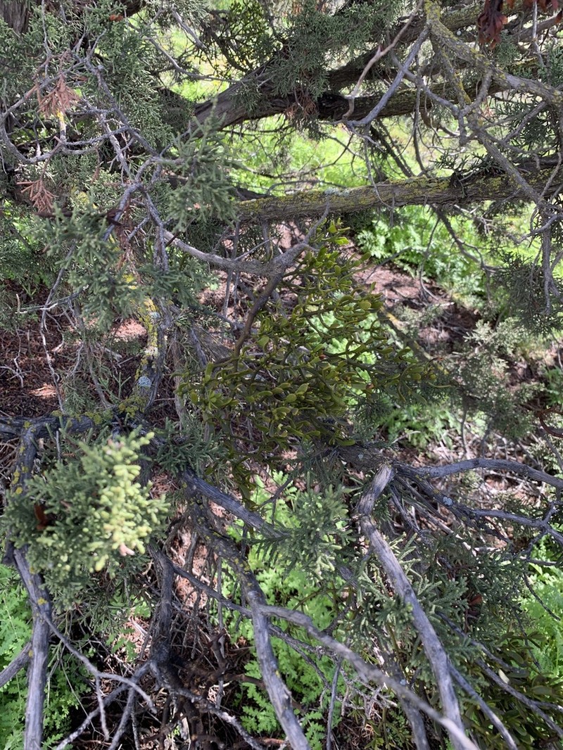 Dense Mistletoe photo 7