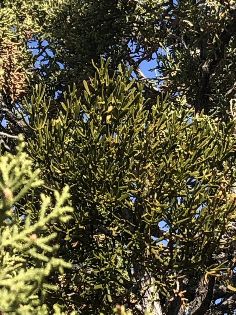 Dense Mistletoe photo 8