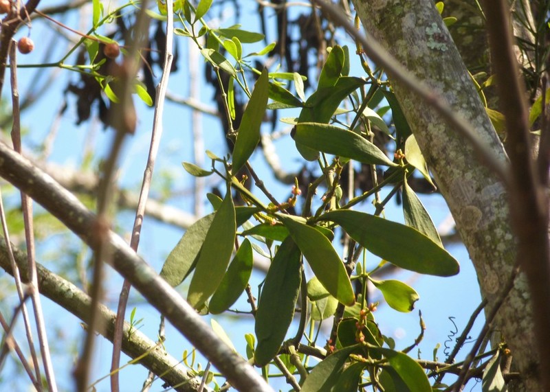 Fourpart Mistletoe