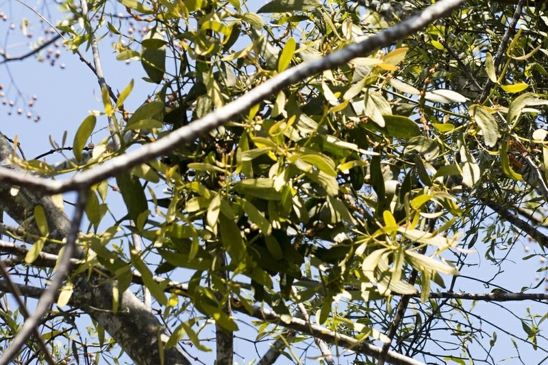Fourpart Mistletoe photo 2
