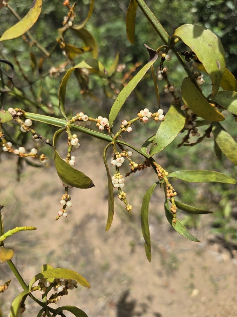 Fourpart Mistletoe photo 3