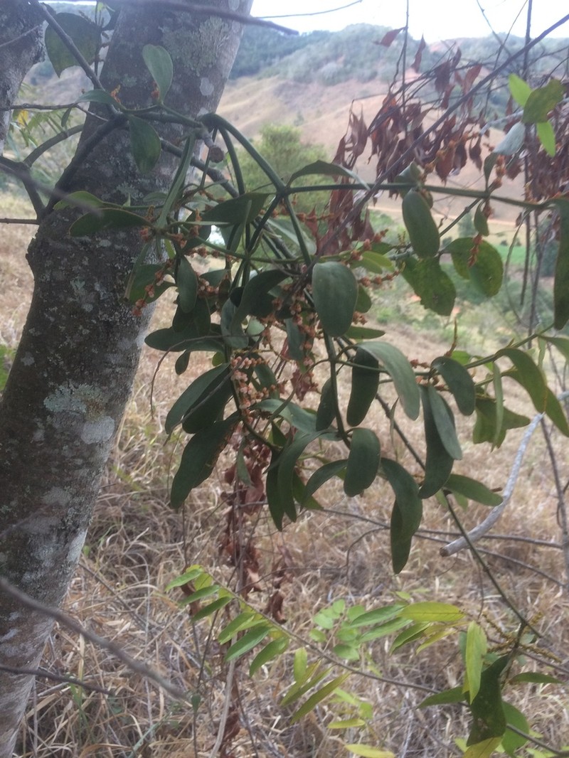 Fourpart Mistletoe photo 4