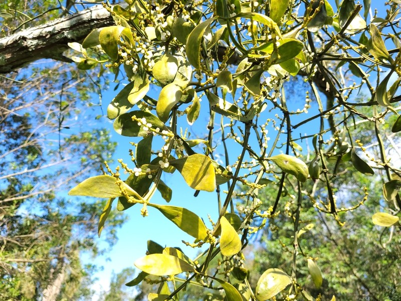 Fourpart Mistletoe photo 5