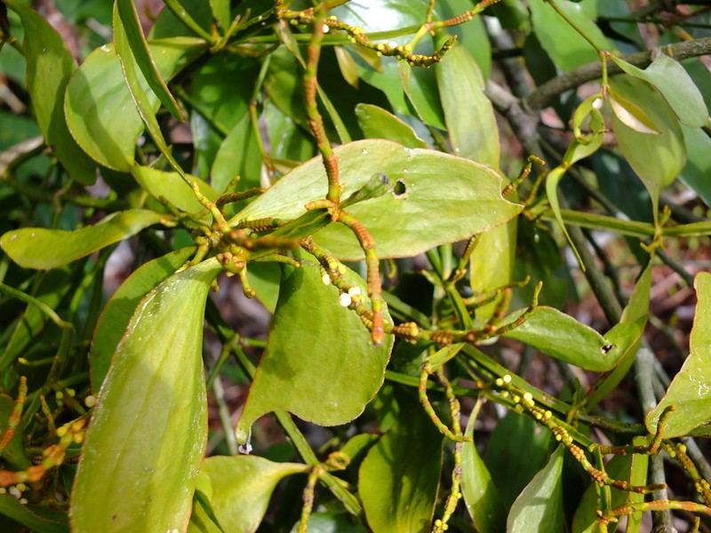 Fourpart Mistletoe photo 6