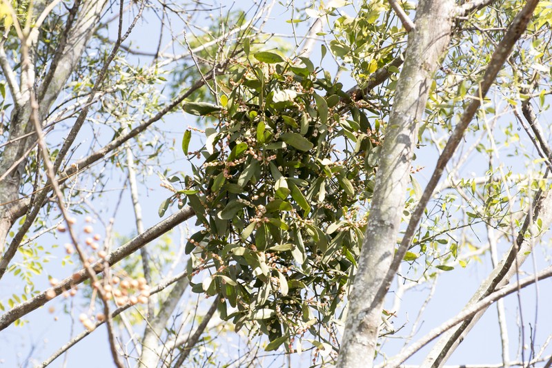 Fourpart Mistletoe photo 7