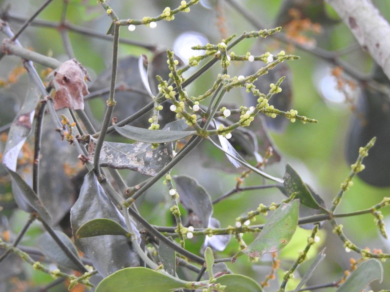 Fourpart Mistletoe photo 8