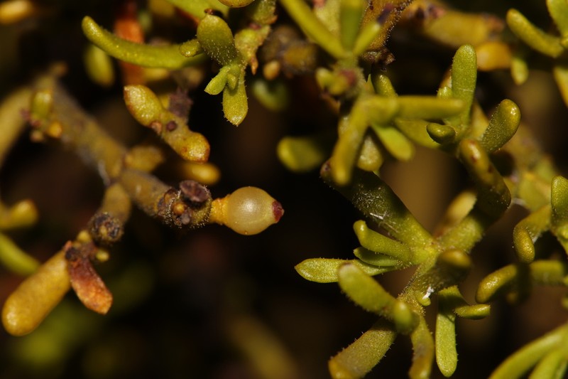 Hawksworth's Mistletoe