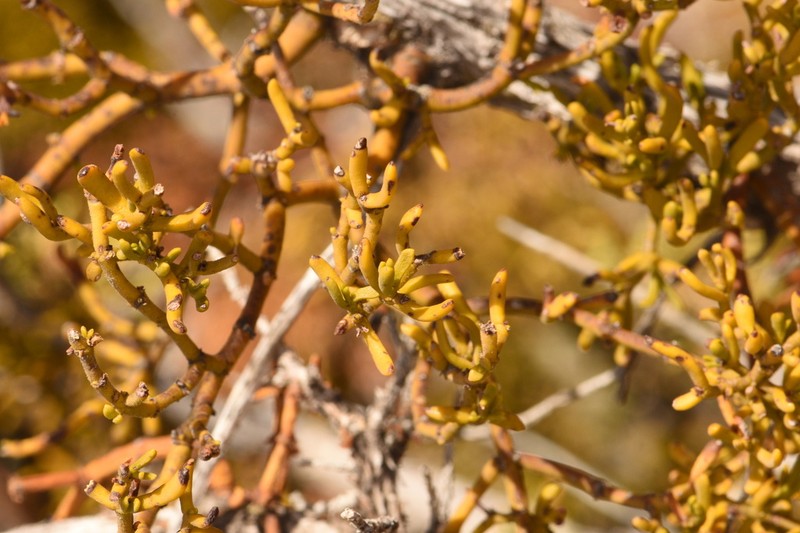 Hawksworth's Mistletoe photo 2