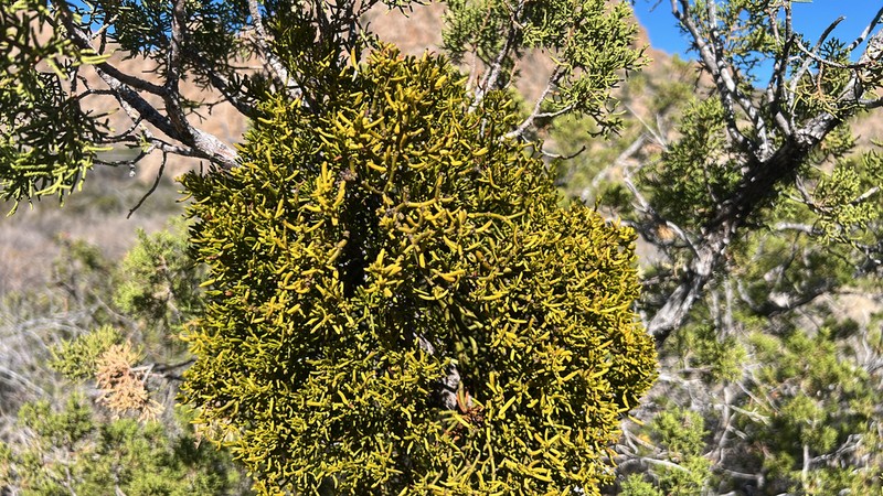 Hawksworth's Mistletoe photo 3